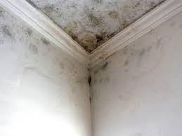 Best Air Quality Testing for Mold Spores in Laurel, VA